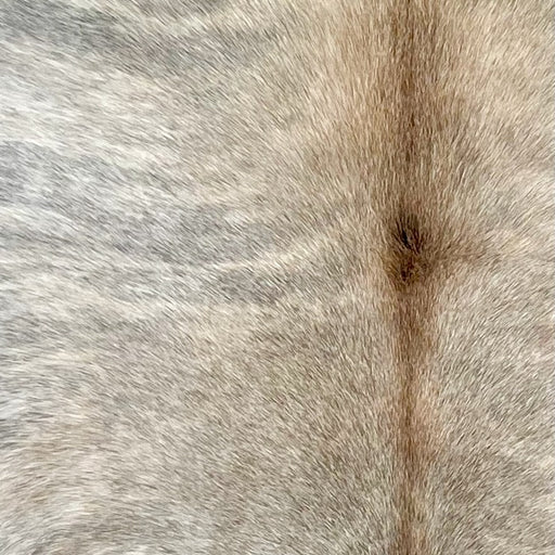 Closeup of this Brazilian Brindle Cowhide, showing a mix of white and light brown, with gray, brindle markings,  and brown down the spine (BRBR1552)