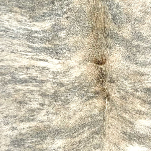 Closeup of this Brazilian Brindle Cowhide, showing ivory and light beige with gray, brindle markings, and longer hair down the spine  (BRBR1592)