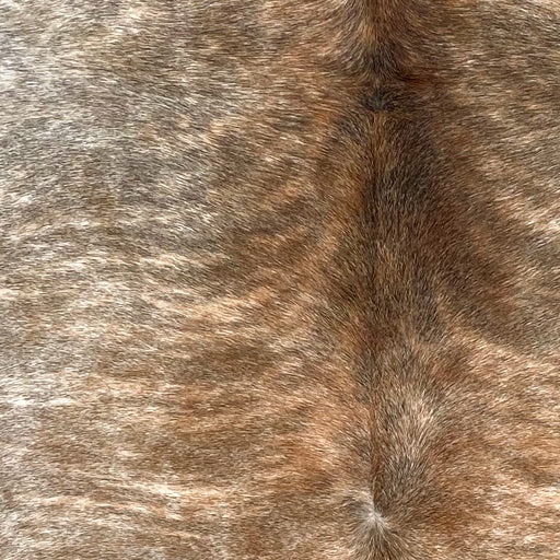 Closeup of this Brazilian Brindle Cowhide, showing reddish brown and white with gray, brindle markings (BRBR1596)