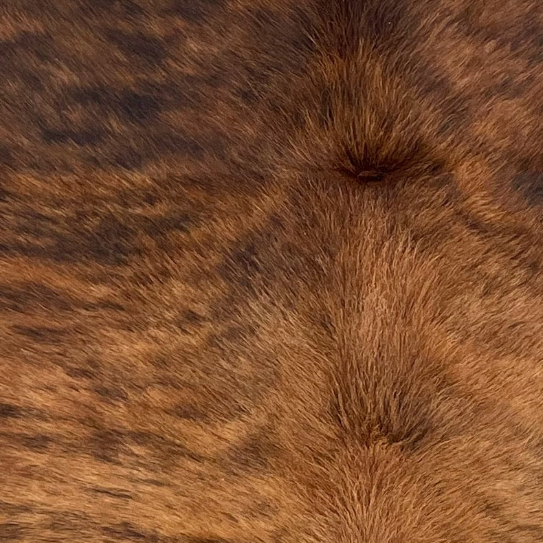 Closeup of this Brazilian Brindle Cowhide, showing reddish brown with a black, brindle pattern, and long hair down the spine (BRBR1655)