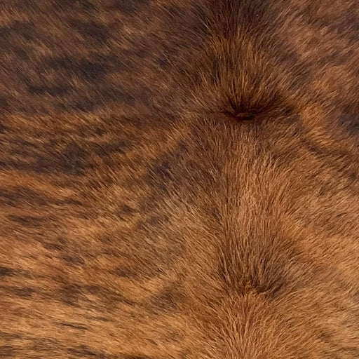Closeup of this Brazilian Brindle Cowhide, showing reddish brown with a black, brindle pattern, and long hair down the spine (BRBR1655)