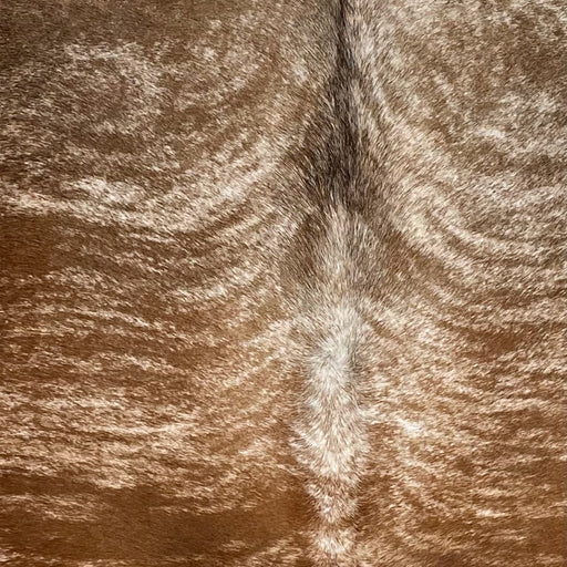 Closeup of this Brazilian Brindle Cowhide, showing white with golden brown, dark brown, and medium brown, brindle markings (BRBR1666)