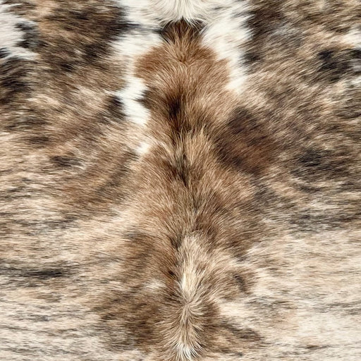 Closeup of this Brazilian Brindle Cowhide, showing ivory and brown with black, brindle markings, and longer hair down the spine (BRBR1681)