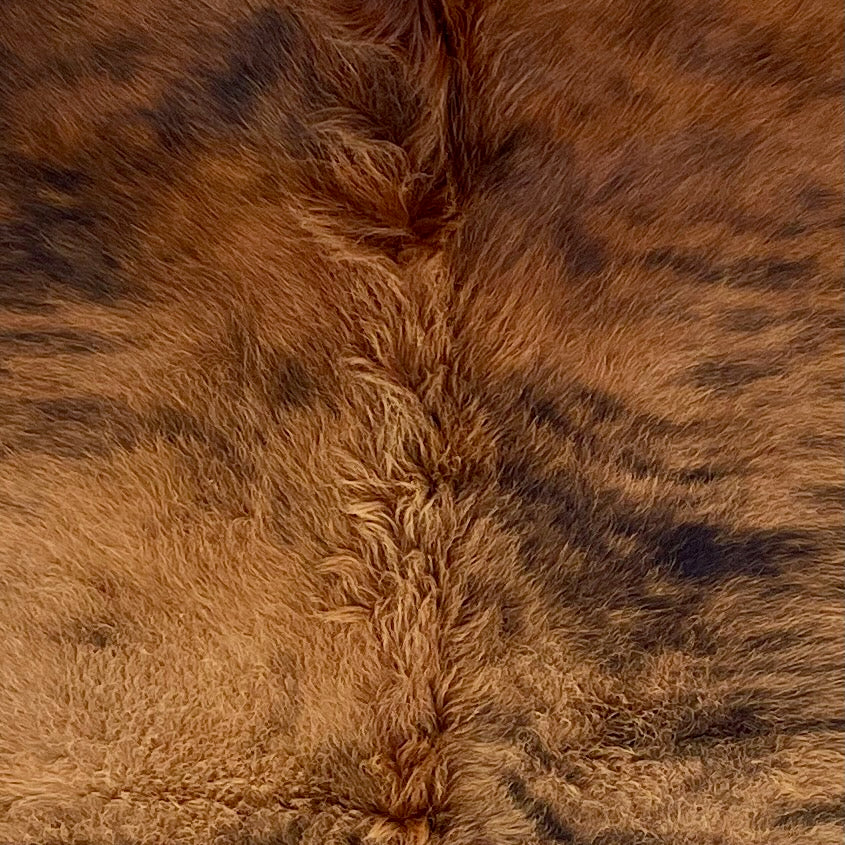 Closeup of this Brindle Cowhide, showing long hair that is reddish brown with black, brindle markings (BRBR1686)
