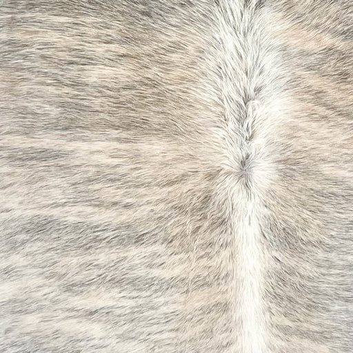 Closeup of this Brazilian Brindle Cowhide, showing a mix of white and light brown with gray, brindle markings, and white, longer hair down the spine (BRBR1700)