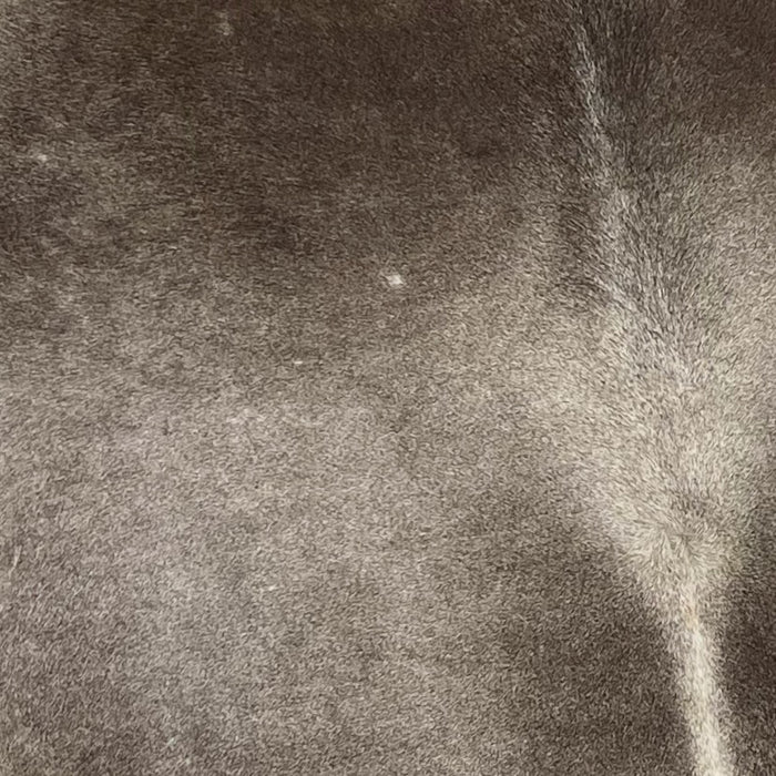 Closeup of this Large, Gray and Dark Taupe, Brazilian Cowhide, showing gray with dark taupe on the shoulder (BRGR199)