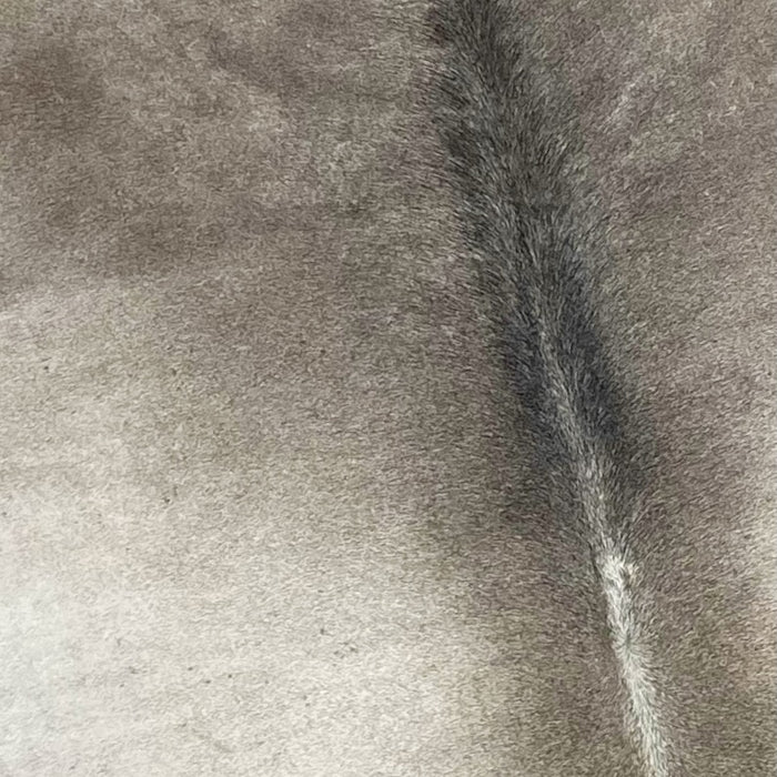 Closeup of this Large, Two Tone Gray, Brazilian Cowhide, showing light gray on the back, and dark gray in the middle of the shoulder, down the spine (BRGR201)