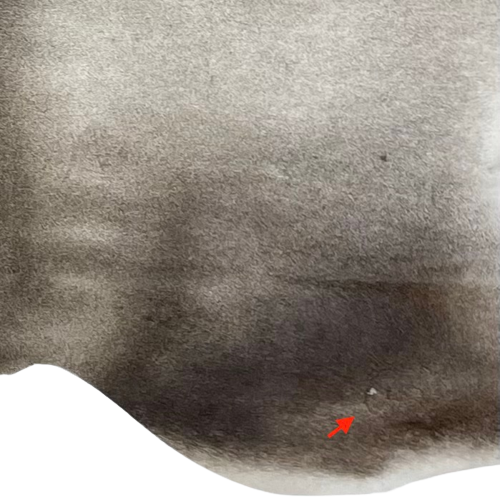 Closeup of this Large, Two Tone Gray, Brazilian Cowhide, showing  one brand mark on the right, hind shank  (BRGR201)