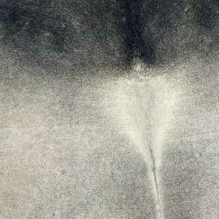 Closeup of this Large, Two Tone Gray, Brazilian Cowhide, showing light gray, with dark gray on the shoulder and neck, and white down part of the spine (BRGR214)