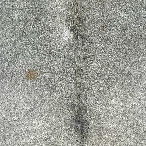Closeup of this Large, Gray, Brazilian Cowhide, showing gray, with darker gray, longer hair on part of the spine, and one of two small, brown spots on the left side of the back (BRGR224)