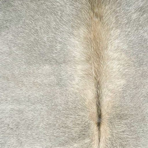 Closeup of this Brazilian Cowhide, showing gray with light beige, longer hair, down the spine  (BRGR263)