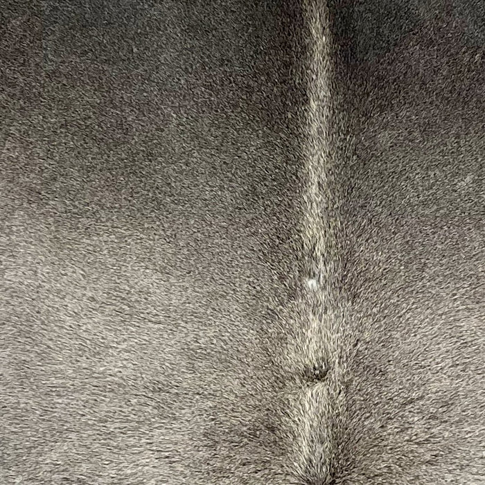 Closeup of this Two Tone Gray Brazilian Cowhide, showing lighter gray on the middle of the back  and down the spine, and dark gray on the  shoulder (BRGR269)