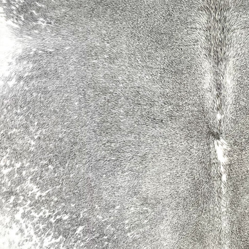 closeup of this Brazilian Cowhide, showing gray with whites speckles on the sides (BRGR284)