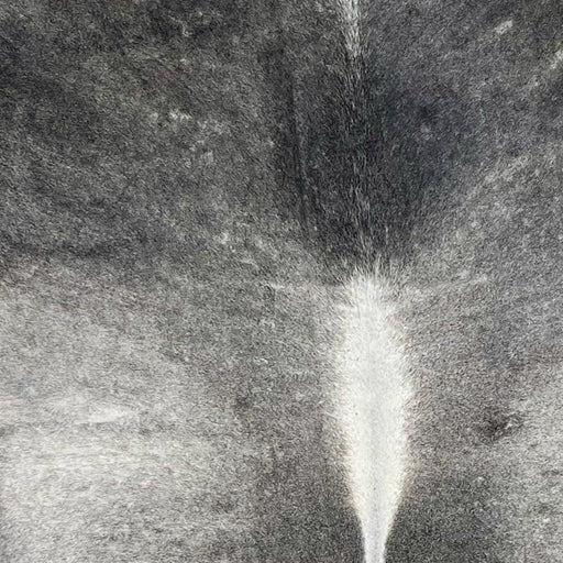 closeup of this Brazilian Cowhide, showing dark gray, with light gray on the back, and white down the spine  (BRGR285)