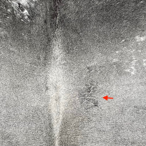 closeup of this Large Brazilian Cowhide, showing gray, with some small, white spots, and one brand mark on the right side of the back (BRGR287)
