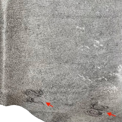 closeup of this Large Gray Brazilian Cowhide, showing two brand marks on the right side of the butt (BRGR287)