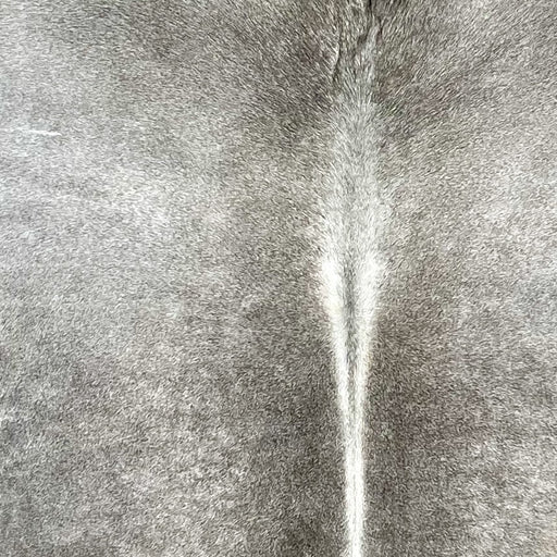 closeup of this Brazilian Cowhide, showing a mix of light gray and medium gray, and white down the spine (BRGR292)