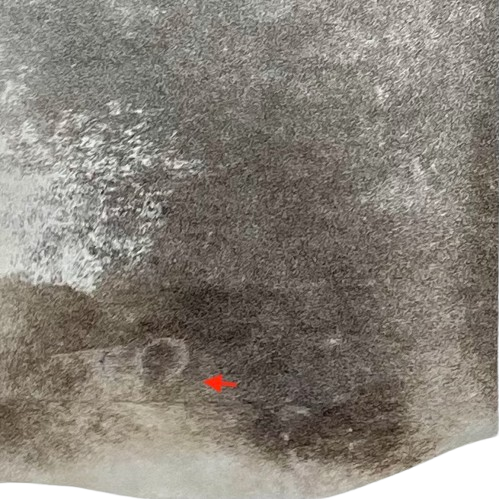 closeup of this Brazilian Cowhide, showing one brand mark on the left side of the butt (BRGR292)