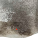 closeup of this Brazilian Cowhide, showing one brand mark on the left side of the butt (BRGR292)