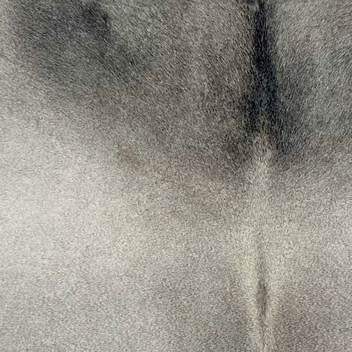 closeup of this Brazilian Cowhide. showing light gray, with darker gray on the shoulder (BRGR293)