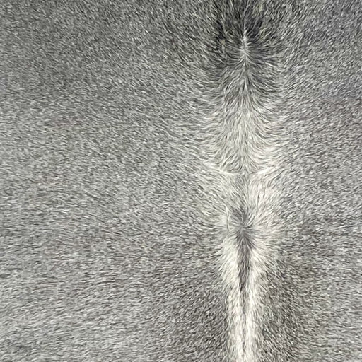 closeup of this Large Brazilian Cowhide, showing gray, with white down part of the spine (BRGR294)
