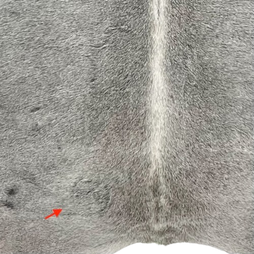 closeup of this Large Gray Brazilian Cowhide, showing one brand mark on the left side of the butt  (BRGR294)