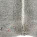 closeup of this Large Gray Brazilian Cowhide, showing one brand mark on the left side of the butt  (BRGR294)