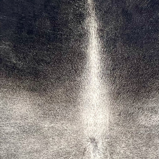 Closeup of this extra-large XL Brazilian, showing gray with black on the shoulder  (BRGR297)