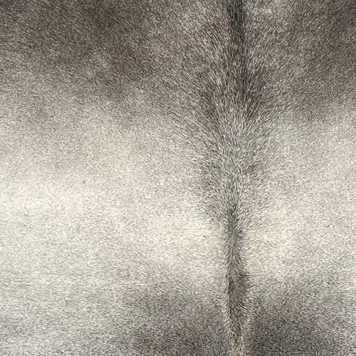 Closeup of this Brazilian Cowhide, showing light gray with darker gray on the shoulder and down both side of the spine (BRGR308)