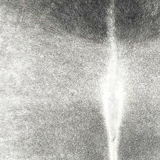 Closeup of this Large Brazilian Cowhide, showing light gray with darker gray on the shoulder, and white down the spine  (BRGR310)