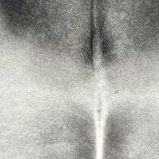 Closeup of this Brazilian Cowhide, showing light gray with darker gray down both side of the spine and on the shoulder (BRGR313)