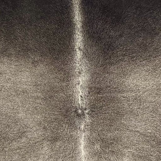 Closeup of this Brazilian Cowhide, showing medium gray with dark gray on the shoulder, lighter gray down the spine   (BRGR315) 