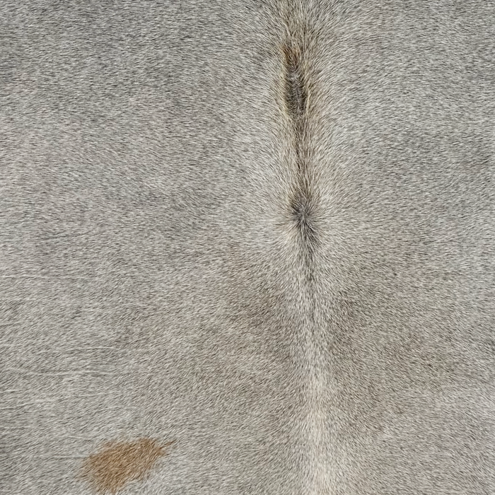 Closeup of this Large Brazilian Cowhide, showing gray with one small, brown spot on the left side of the back (BRGR332)