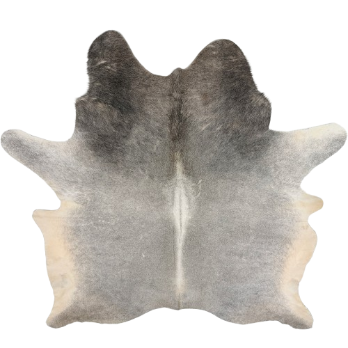 Large Two Tone Gray Brazilian Cowhide:   medium gray with darker gray on the shoulder, white down the spine, and light beige on the belly and part of the hind shanks -  7'9" x 6'3" (BRGR334)