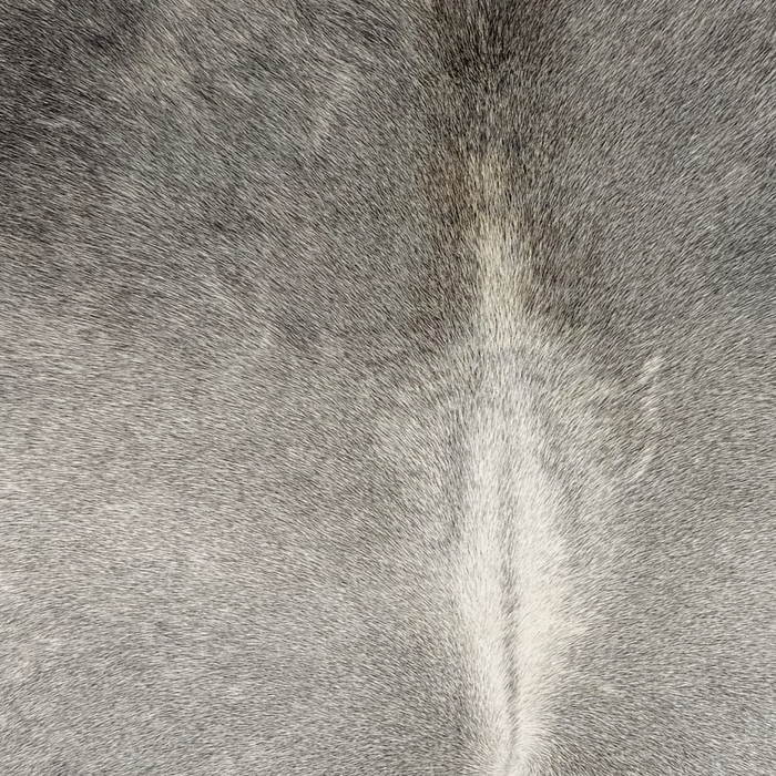 Closeup of this Large Brazilian Cowhide, showing medium gray with darker gray on the shoulder, and white down the spine (BRGR334)