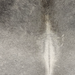Closeup of this Large Brazilian Cowhide, showing medium gray with darker gray on the shoulder, and white down the spine (BRGR334)