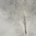 Closeup of this Large Brazilian Cowhide, showing light gray (BRGR335)