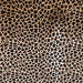 Closeup of this Light Beige and brown, Brazilian Cowhide, showing a brown and black, leopard print  (BRLP111)