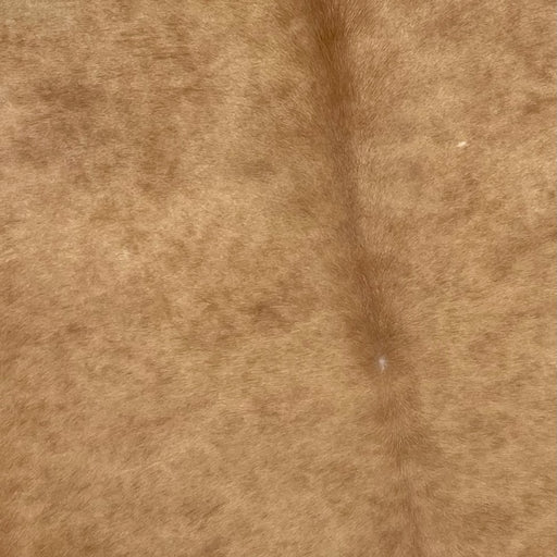 Closeup of this XL, Brazilian, Palomino Cowhide, showing solid brown (BRPL231)