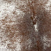 Closeup of this Large, White and Brown, Speckled, Brazilian Cow hide, showing white with brown speckles and spots on the sides and part of the back, and brown with fine, white speckles on the back (BRSP1920)