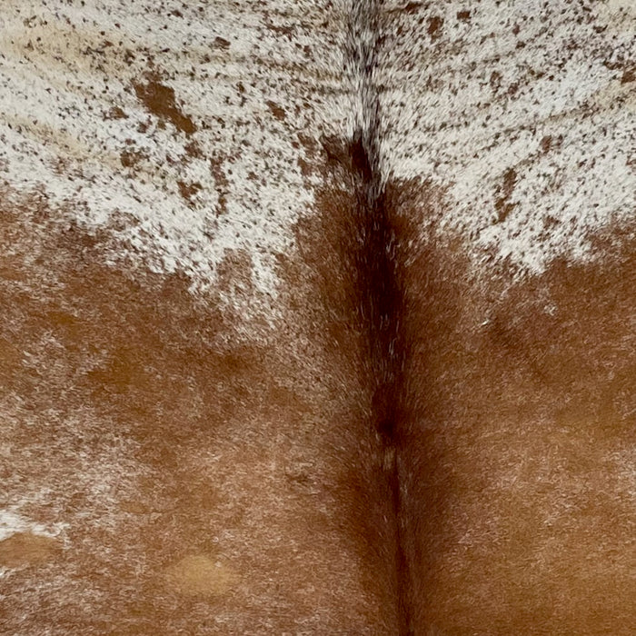 Closeup of this Reddish Brown and Off-White Speckled Brazilian Cowhide, showing reddish brown down the back, and off-white with red brown speckles and spots on the shoulder (BRSP1935)