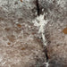 Closeup of this Large, Tricolor, Speckled, Brazilian Cowhide, showing white with brown and black speckles and spots on the shoulder, and brown and black, with fine, white speckles, down the middle  (BRSP1950)