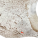 White and Brown Speckled Brazilian Cowhide, showing one brand mark on the right, hind shank (BRSP1965)
