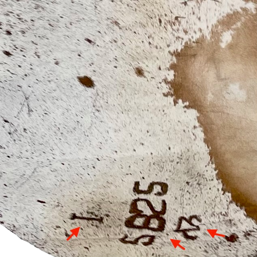 Closeup of this Brown and White Speckled Brazilian Cowhide, showing three brand marks on the right hind shank (BRSP1971)