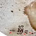 Closeup of this Brown and White Speckled Brazilian Cowhide, showing three brand marks on the right hind shank (BRSP1971)