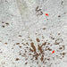 Closeup of this Large, White and Brown, Speckled, Brazilian Cowhide, showing white with brown speckles and spots, and one brand mark in the middle of the shoulder, and one of three along the spine, on the right side (BRSP1985)