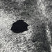 Closeup of this XXXL, White and Black, Speckled, Brazilian Cowhide, showing white with black speckles and spots (BRSP2034)
