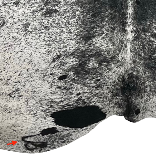 Closeup of this XXXL, White and Black, Speckled, Brazilian Cowhide, showing white with black speckles and spots, and one brand mark on the left side of the butt (BRSP2034)