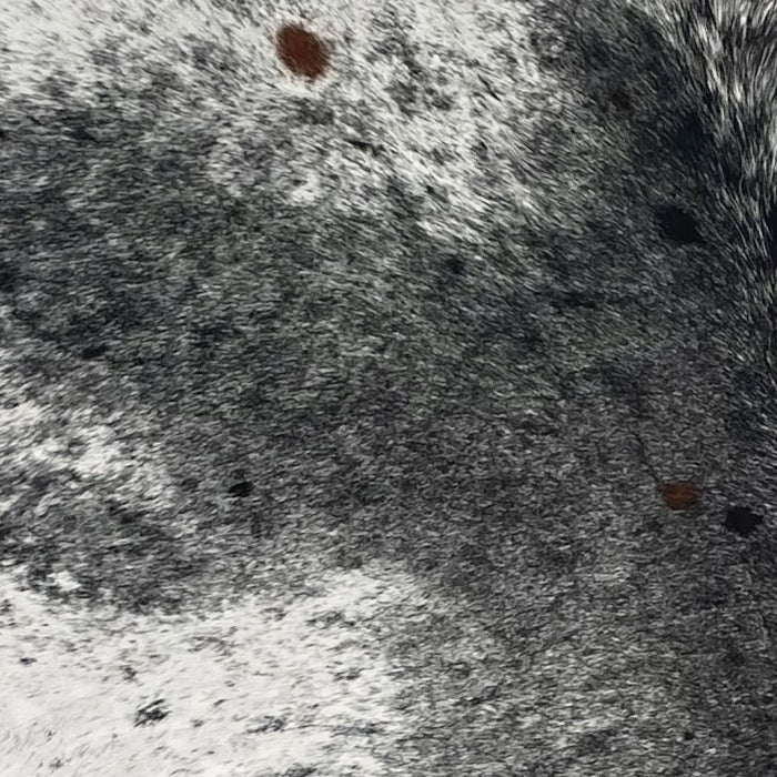 Closeup of this XL, Black and White, Speckled, Brazilian Cowhide, showing white with black speckles and spots on the shoulder, and black with fine, white speckles down the middle of the back (BRSP2040)