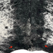 XL Black and White Speckled Brazilian Cowhide, showing  two brand marks near the lower edge, one on each side (BRSP2043)